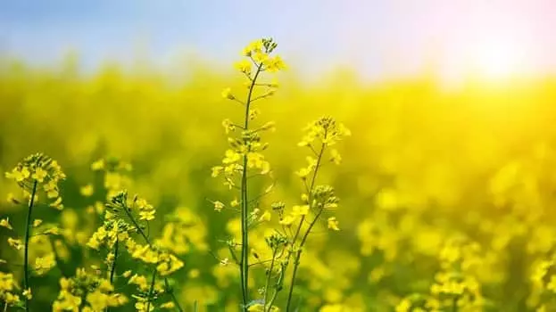 Canola Producing