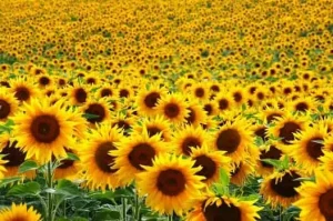 Top 10 Largest Flower Producing Country In The World