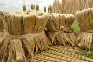 Top 10 Largest Producer Of Jute In The World
