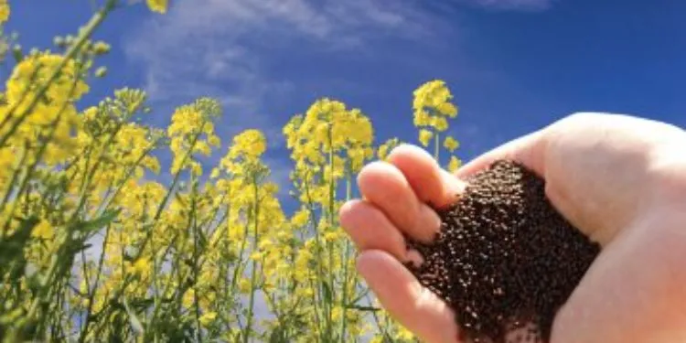 Oilseeds-Producer