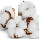 Cotton