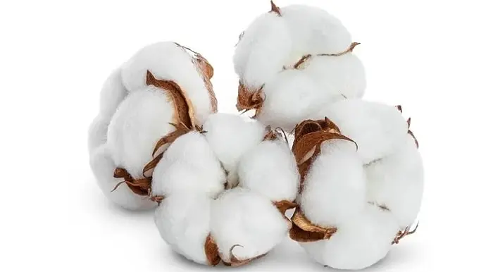 Cotton