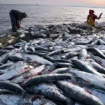 Largest Producer Of Fish