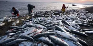 Top 10 Countries With Highest Fish Production In The World