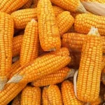Maize