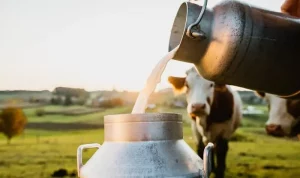 10 Countries With Highest Milk Production in the World