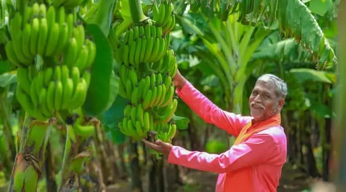 Producer Of Banana