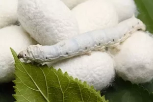 10 Countries With Highest Silk Production In The World