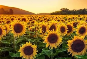 Top 10 Largest Producers Of Sunflower In The World