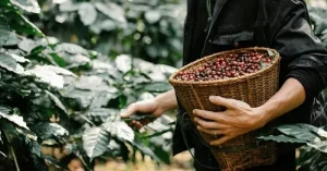 10 Countries With The Highest Coffee Production In The World