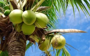 Top 10 Largest Producers Of Coconut In The World