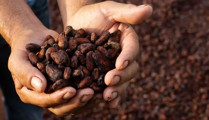 cocoa production