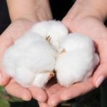 Cotton