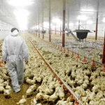 Poultry Farm Business