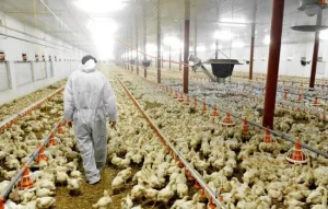 How To Start A Poultry Farm Business In India